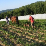 Binage traction animale Biaugerme