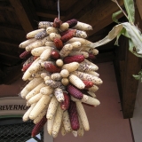 maïs Bresse MD 2013